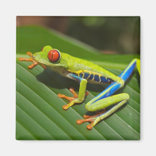 Aimant Gros plan d'une grenouille rousse