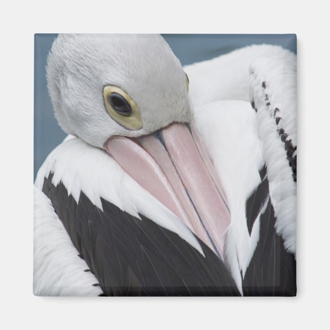 Aimant Gros plan pélican australien (Devant)