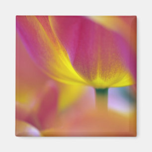 Aimant Gros plan sur le dessous d'une fleur de tulipe, Ku