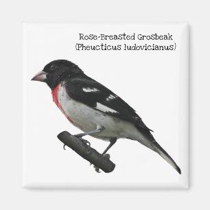 Aimant Grosbeak à poitrine rose