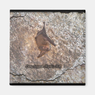 Aimant grotte de chauve-souris