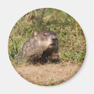 Aimant Groundhog