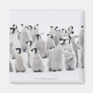 Aimant Groupe de pingouins d'empereur (forsteri