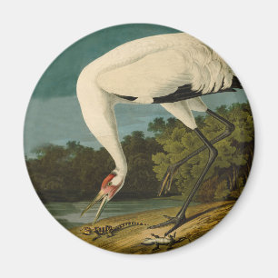 Aimant Grue blanche Audubon Peinture d'oiseaux