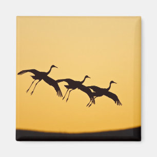Aimant Grue de Sibérie atterrissant au coucher du soleil