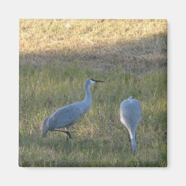 Aimant Grues de Sandhill dans l'aimant photo en herbe (Devant)