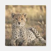 Guépard, Acinonyx jubatus