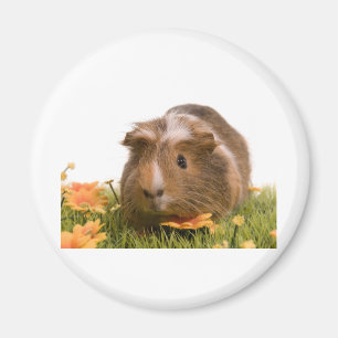 Aimant guinea pigs on a lawn