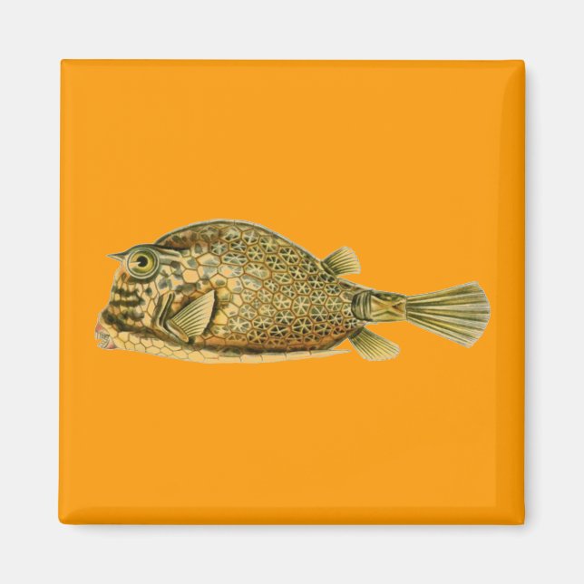 Aimant Haeckel Fish (Devant)