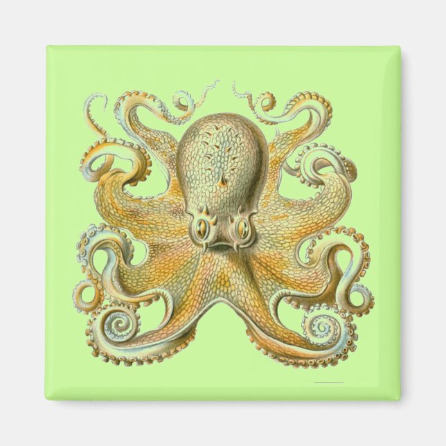 Aimant Haeckel Octopus (Devant)
