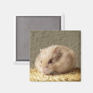 Aimant Hamster russe nain aux joues complètes