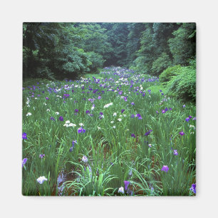 Aimant Hana Shobu (Iris japonais de l'eau), Meiji Shrine,