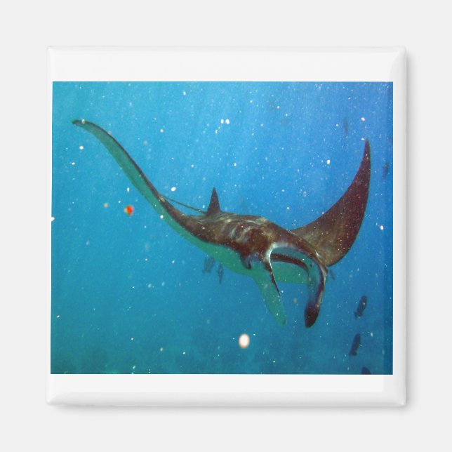 Aimant Hanauma Bay Hawaii Manta Ray (Devant)