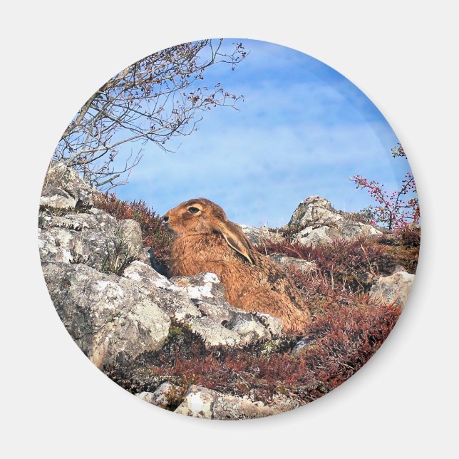 AIMANT HARE (Devant)