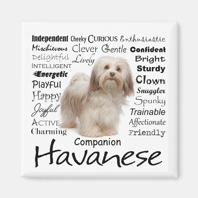Aimant Havanais Traits (Devant)