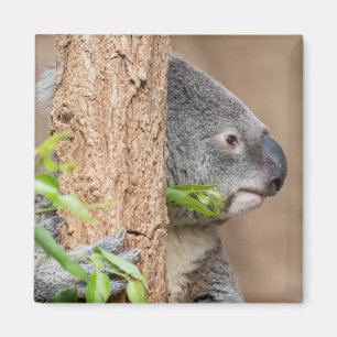 Aimant Headshot de koala