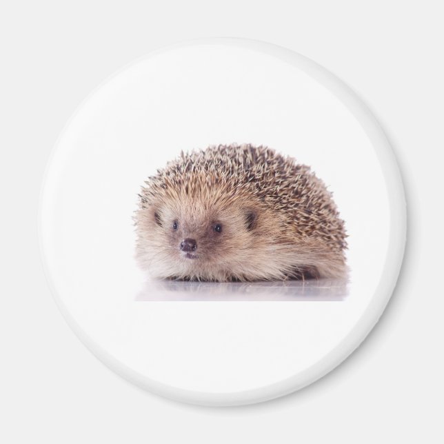 Aimant Hedgehog, (Devant)