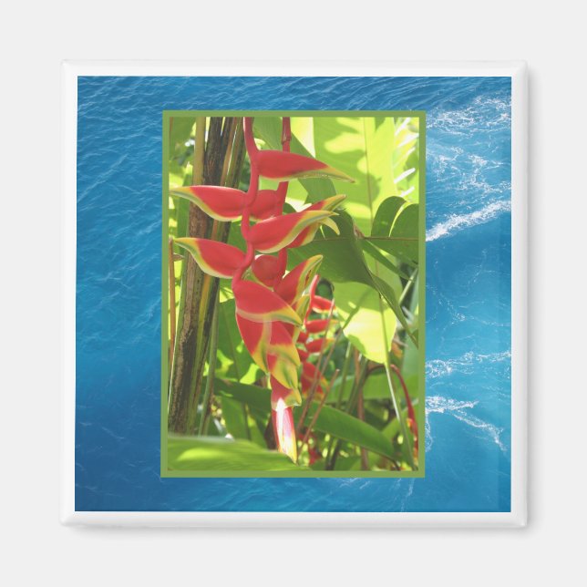 Aimant Heliconia rostrata (Devant)