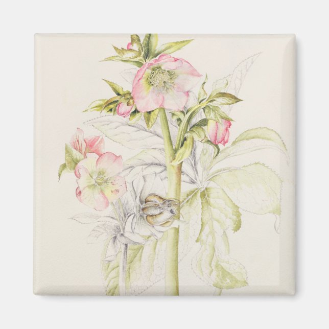 Aimant Hellebores (Devant)