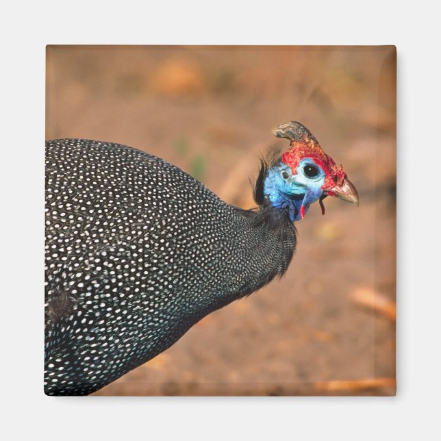 Aimant Helmeted Guinea Fowl (Numida meleagris). Afrique, (Devant)