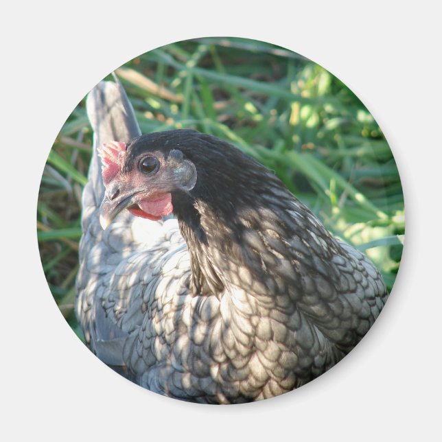 Aimant Hen bleu (Devant)