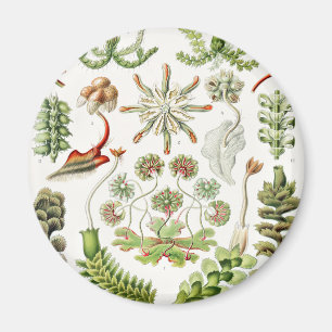 Aimant Hepaticae Lebermoose par Ernst Haeckel