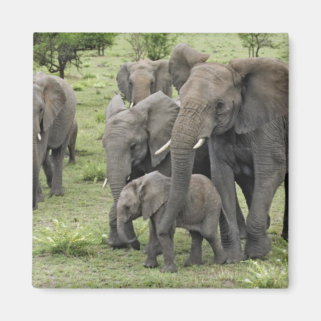 Aimant Herbe africaine d'éléphants (Devant)