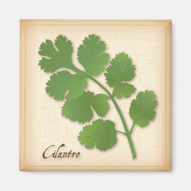 Aimant Herbe Cilantro (Devant)