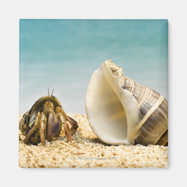 Aimant Hermite crabe regardant une coquille plus grande (Devant)