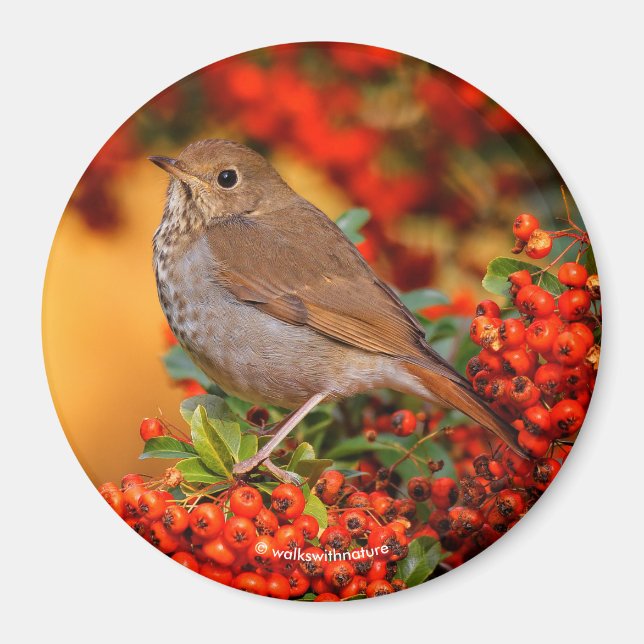 Aimant Hermite Thrush Songbird sur araignée de feu (Devant)