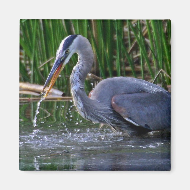Aimant Heron Splash (Devant)