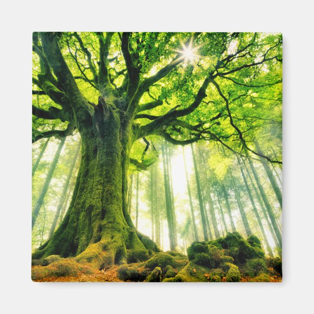 Aimant Hêtre de Ponthus (Devant)