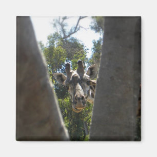 Aimant Hey là Giraffe