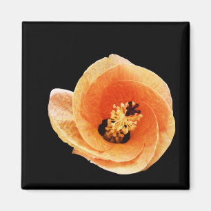 Aimant Hibiscus