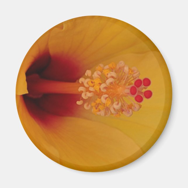 Aimant Hibiscus (Devant)