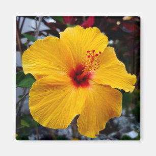 Aimant Hibiscus