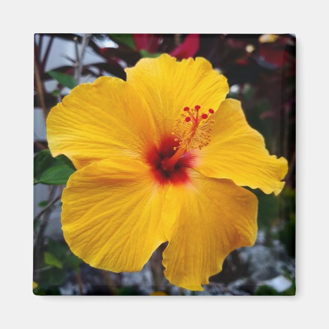 Aimant Hibiscus (Devant)