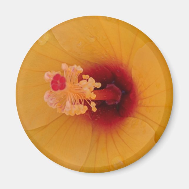 Aimant Hibiscus (Devant)