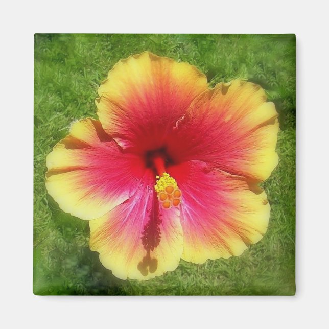 Aimant Hibiscus (Devant)