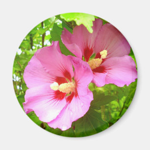 Aimant Hibiscus rose