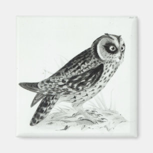 Aimant Hibou