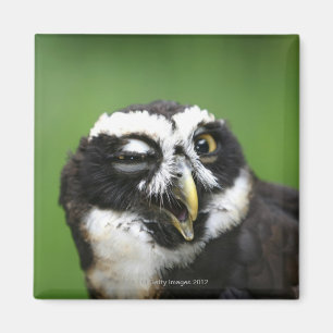 Aimant Hibou à lunettes (perspicillata de Pulsatrix)