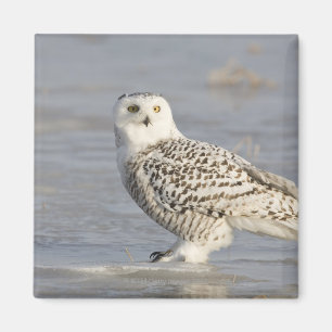 Aimant Hibou de Milou se tenant sur la glace, la queue