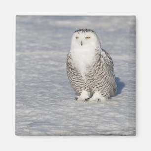 Aimant Hibou de Milou tenant l'eau proche créant a