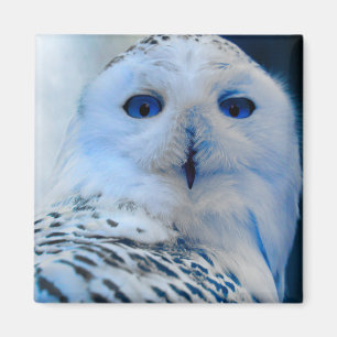 Aimant Hibou de neige observé par bleu