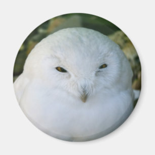 Aimant Hibou des neiges