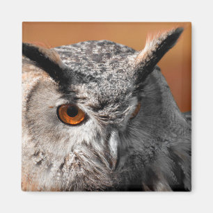 Aimant Hibou Stare