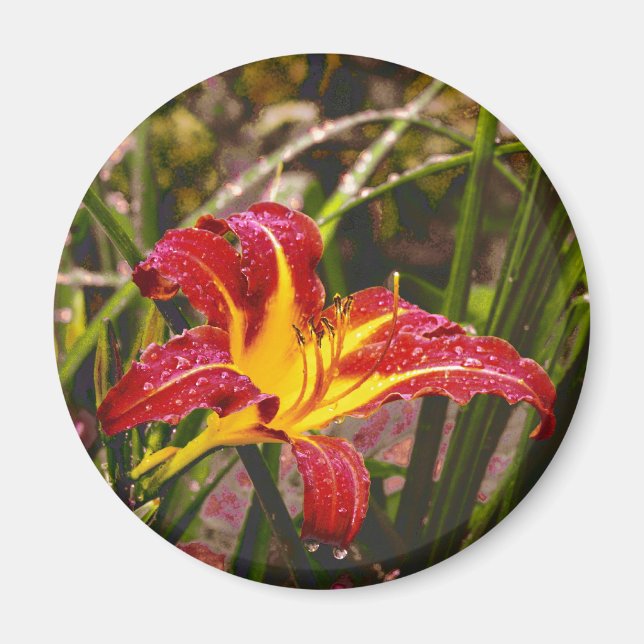 Aimant Hier Lily Après La Pluie (Devant)