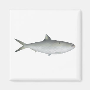 Aimant Hilsa Shad