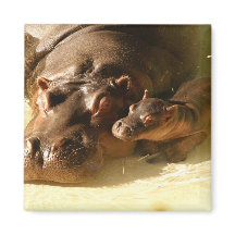 aimant hippo